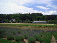 花人の畑とグリーンハウス