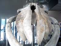 シロナガスクジラ標本
